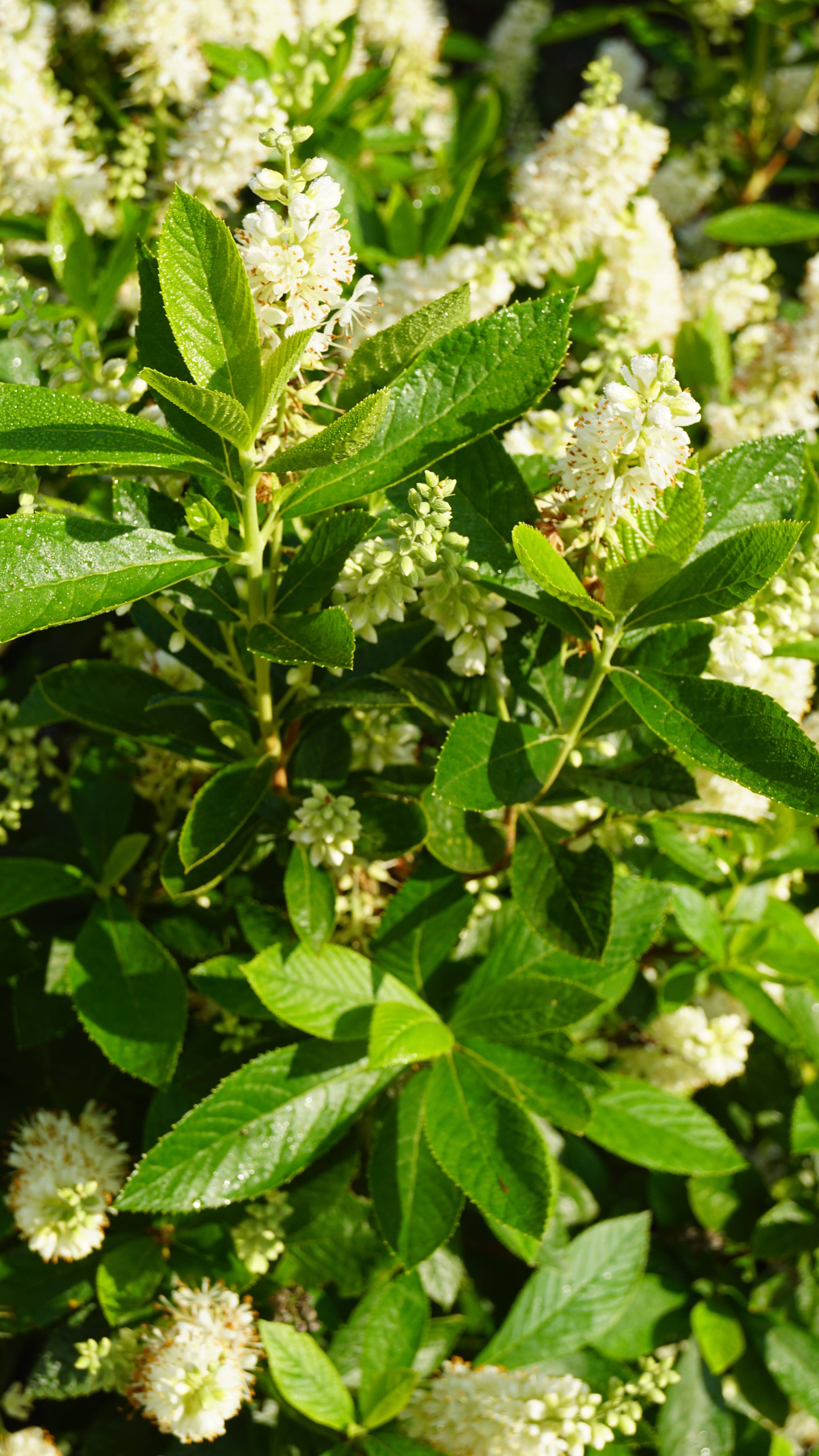 Clethra alnifolia (3)